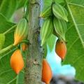 پاپایا برگ بلوطی